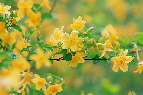 茉莉花圖|89,500+ 項茉莉照片檔、圖片和免版稅影像